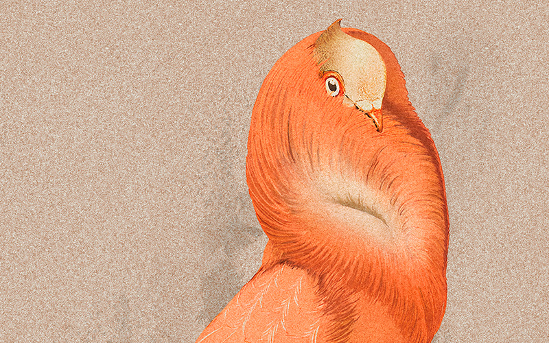 Cloistered Dove